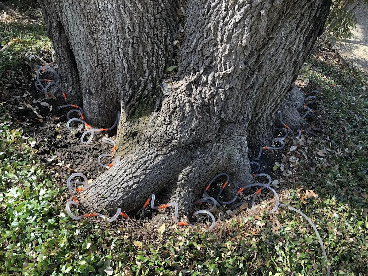 Detailed Tree Cabling and Bracing job site in Starkville