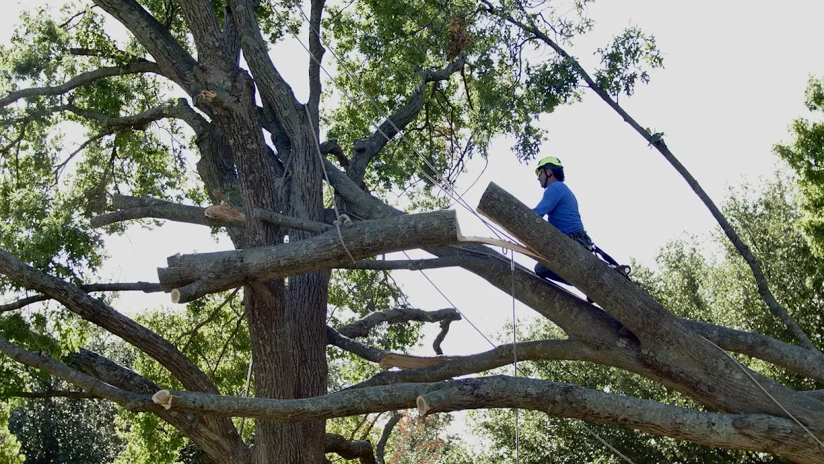 Professional Crown Thinning performed by certified arborists in Starkville